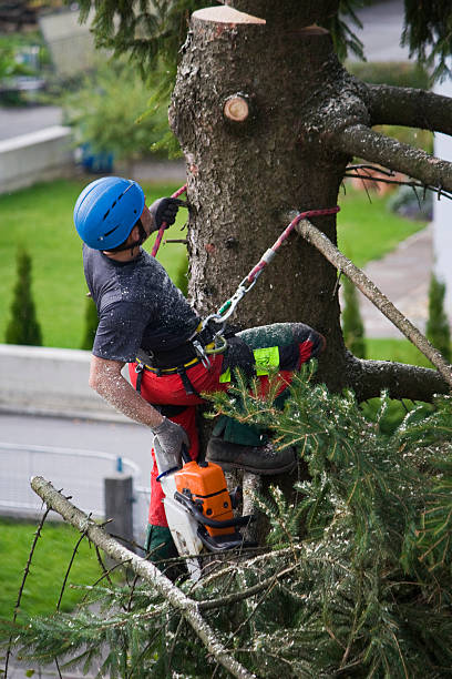 Best Storm Damage Tree Cleanup  in Fulton, MS